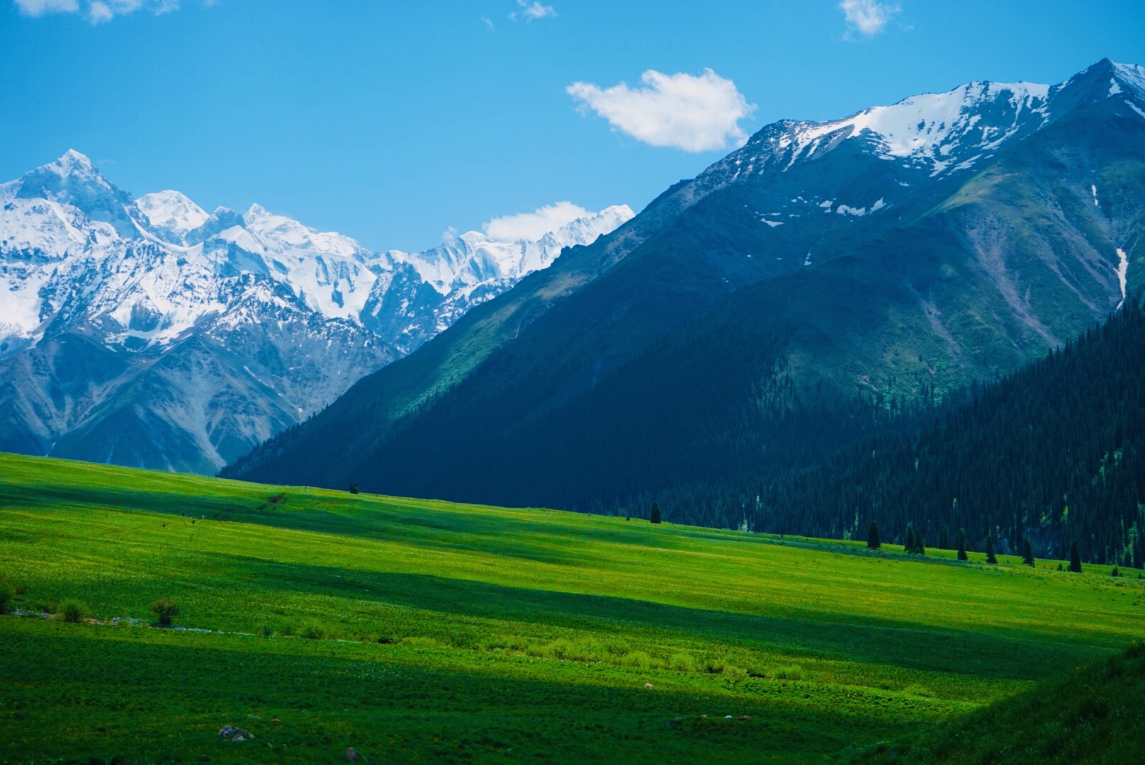 驰骋天山邂逅伊犁六月的春天雪山草原河流花海