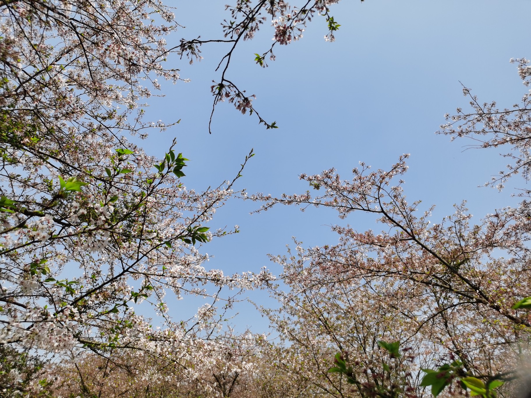 櫻花三月下貴州,貴陽旅遊攻略 - 馬蜂窩