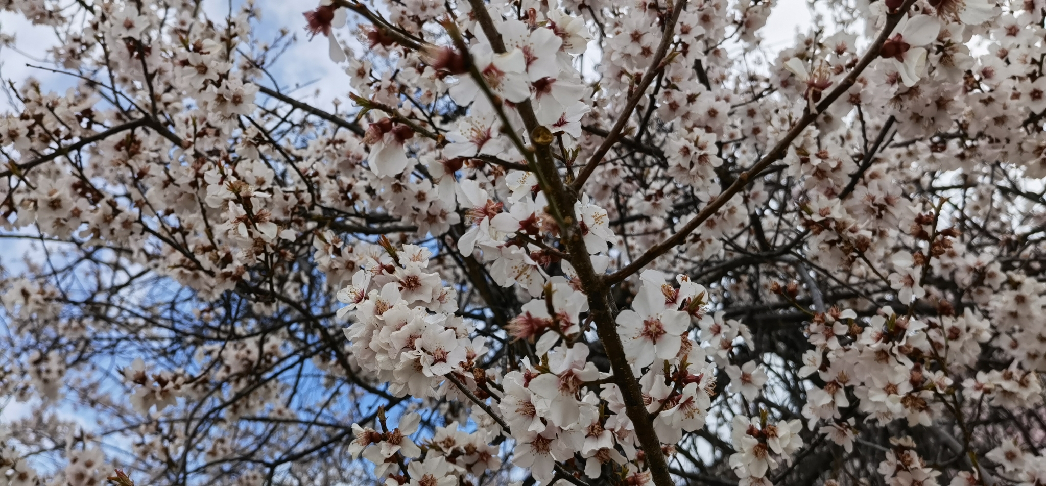 林芝自助遊攻略