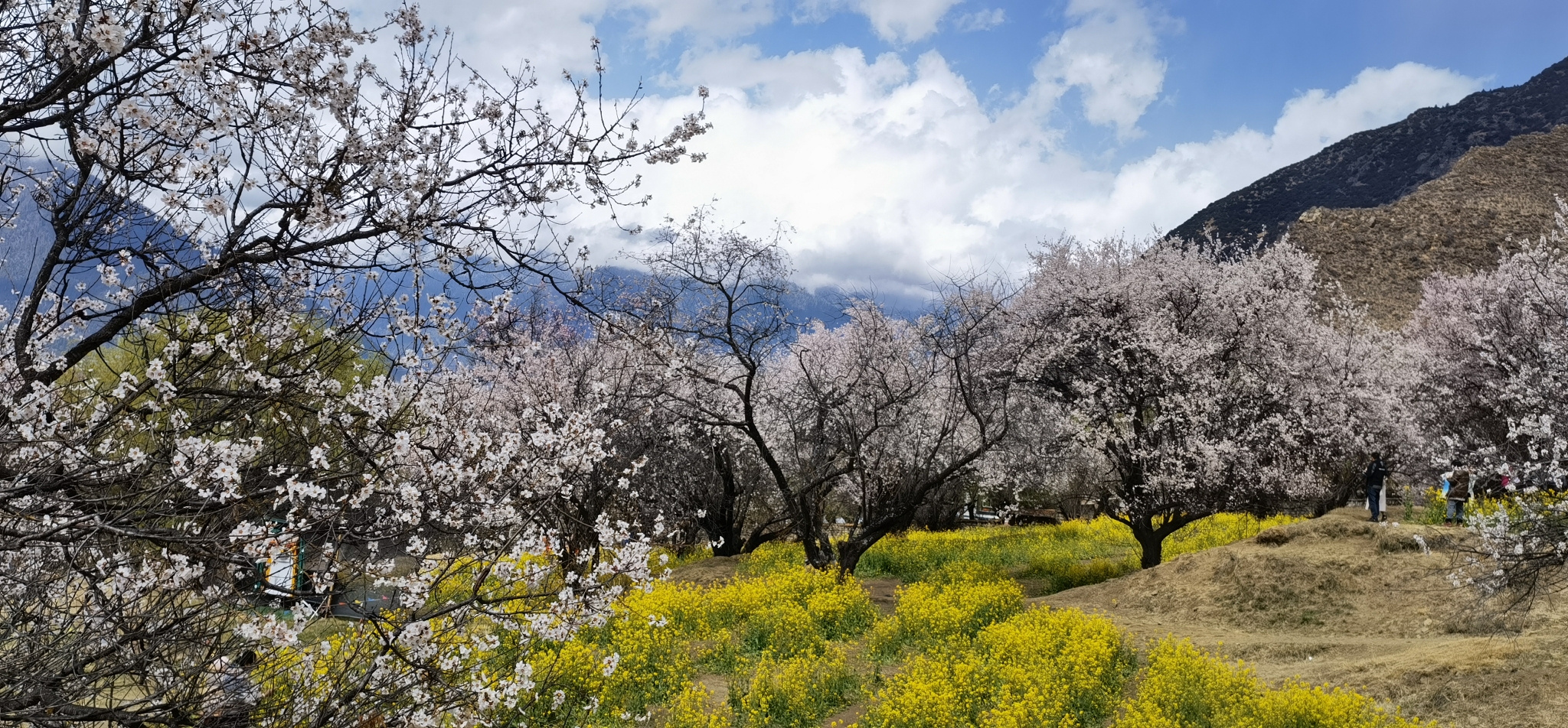 林芝自助遊攻略