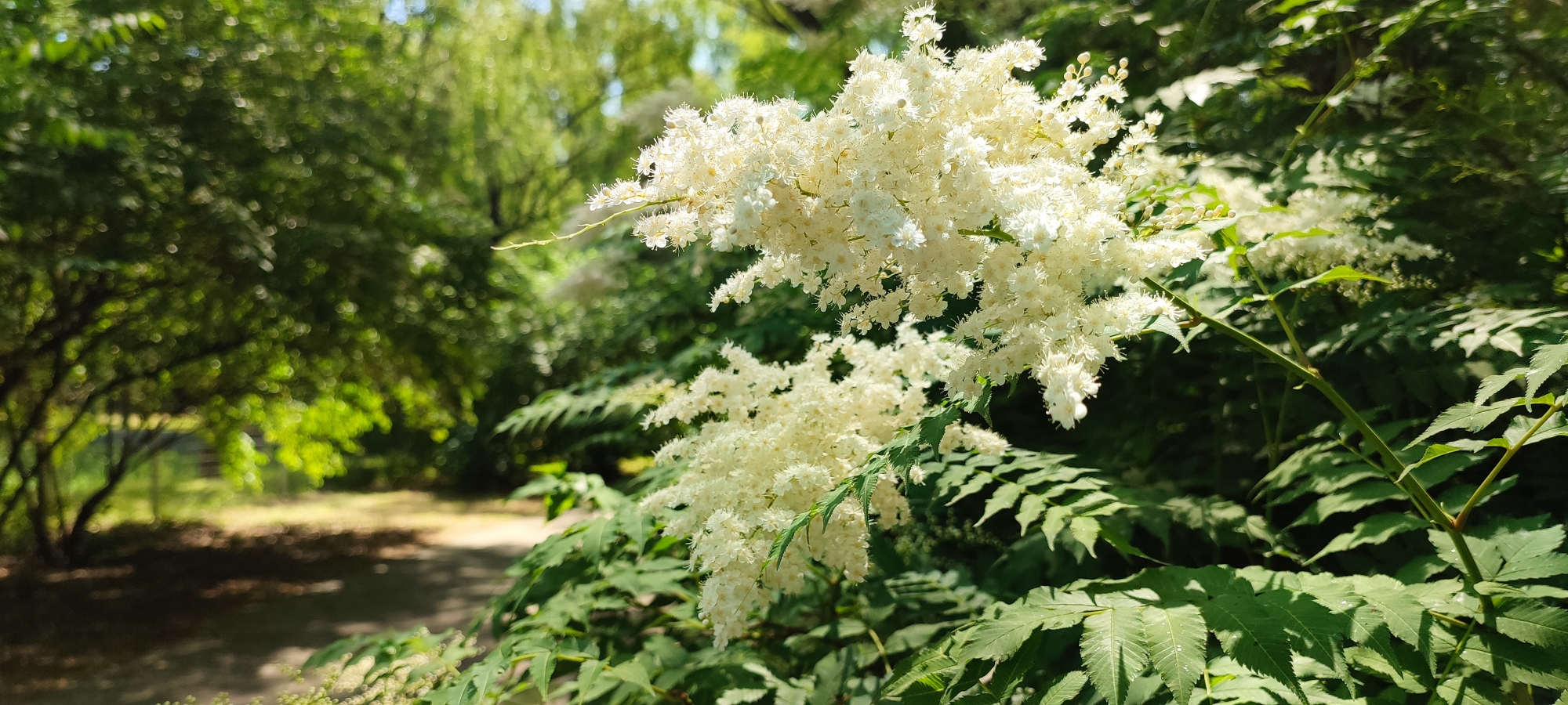 小花——珍珠梅