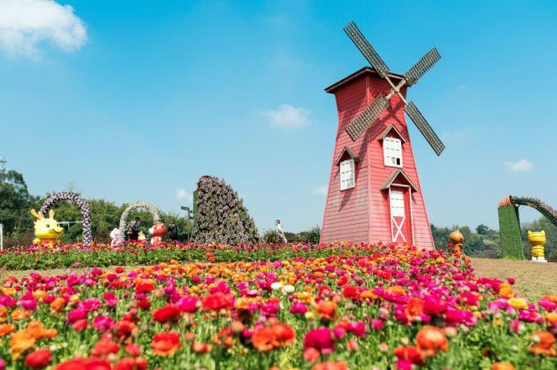 赏鲜花美景 漫步森林重庆璧山秀湖 观音塘湿地公园 凤凰花海一日游