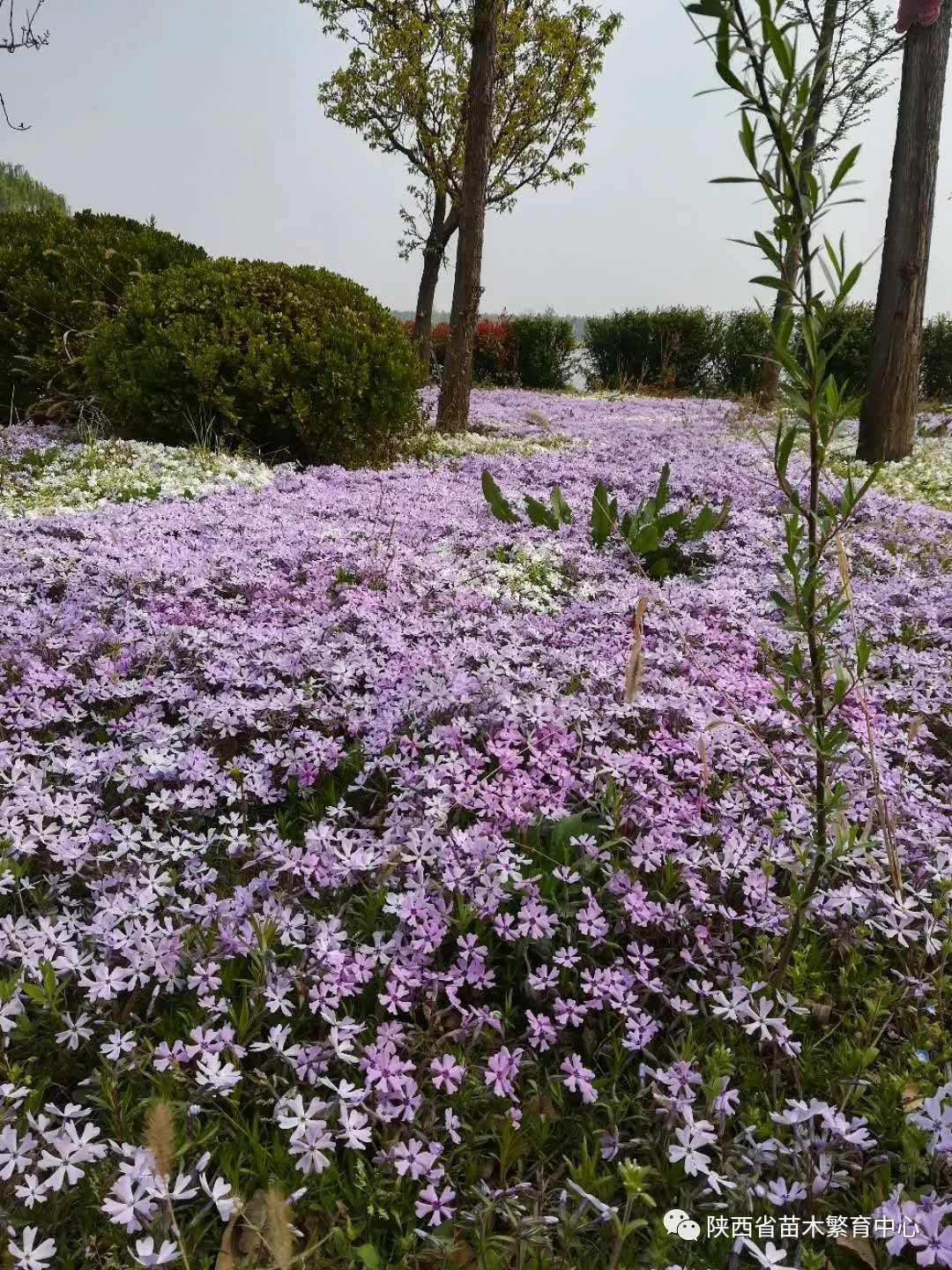 春暖花开—西部兰花生态园邀您一起赏花