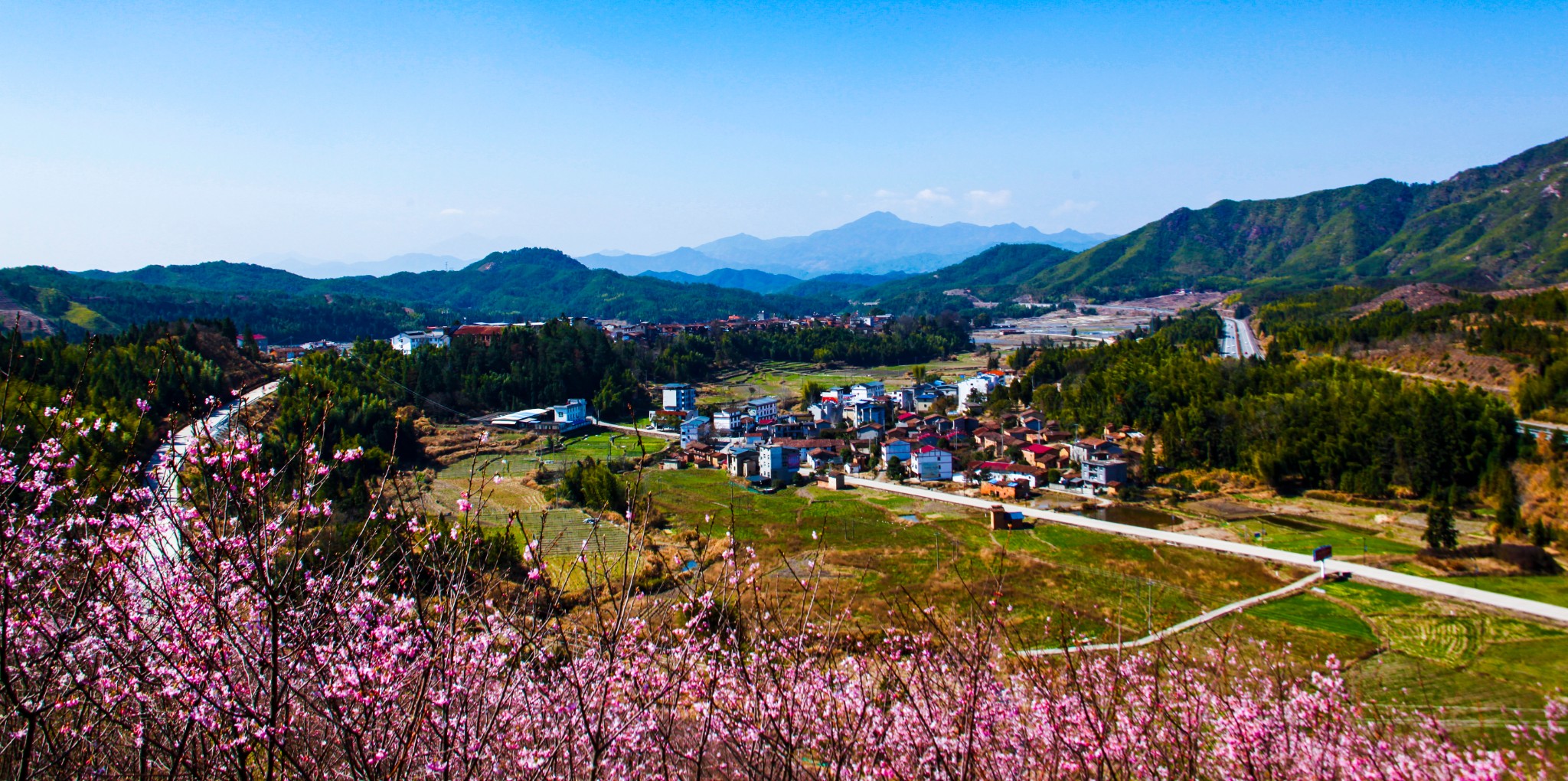 小镇"人间二月花纷飞,更见樱花缀山谷,由于疫情的缓解,今年邵武大埠岗