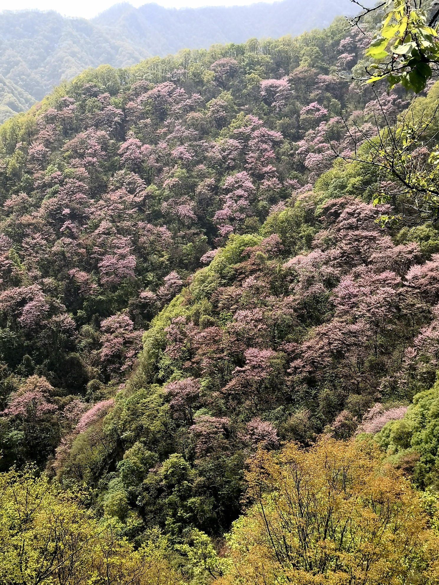 西安太平峪紫荆花图片