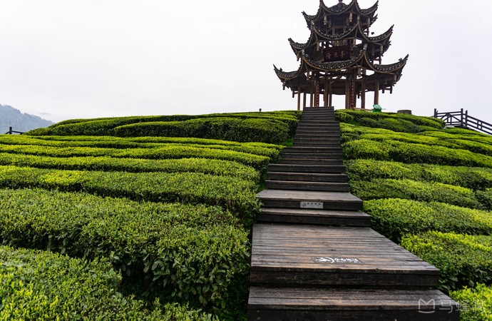 伍家台村茶山旅游图片,伍家台村茶山自助游图片,伍家台村茶山旅游景点
