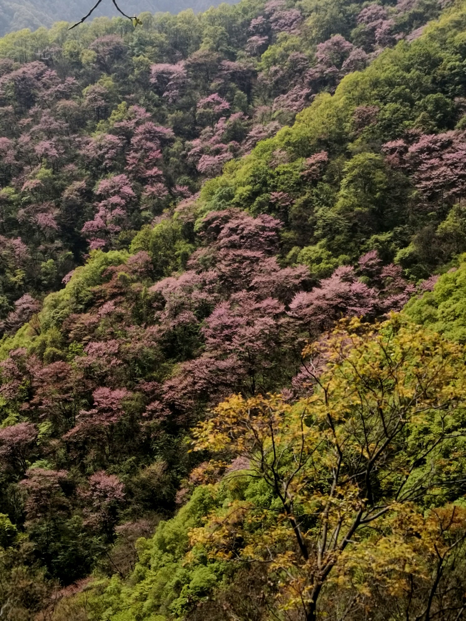 西安太平峪紫荆花图片