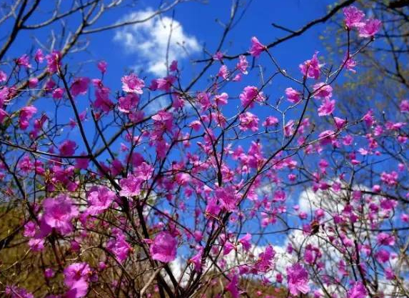 北京周邊旅遊懷柔喇叭溝門杜鵑花海一日賞花攝影定製遊景點特色喇叭溝