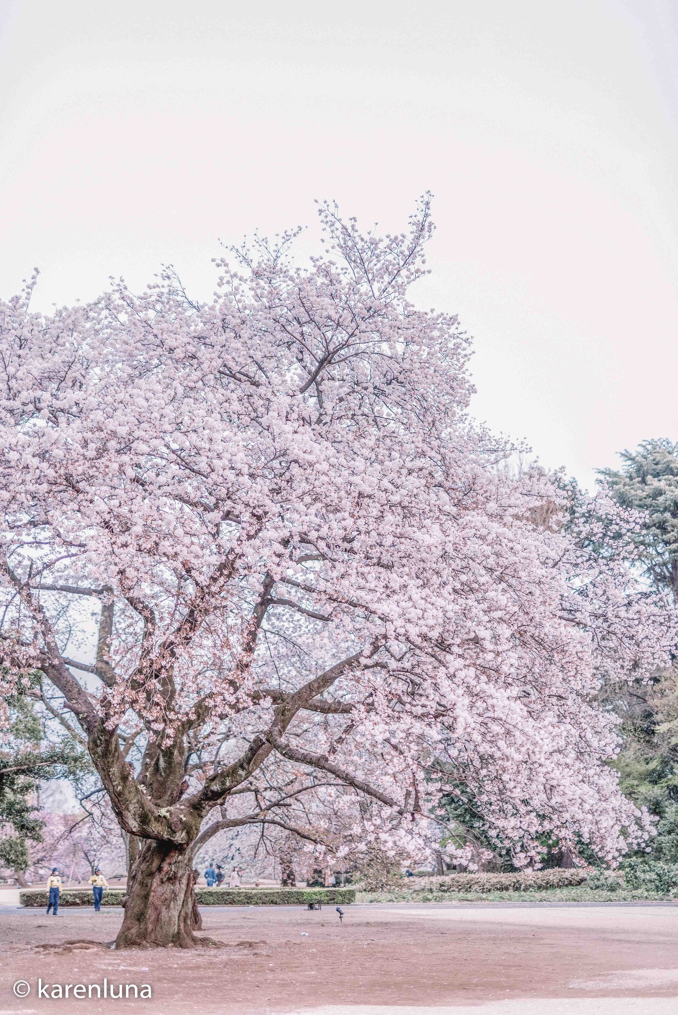 東京自助遊攻略