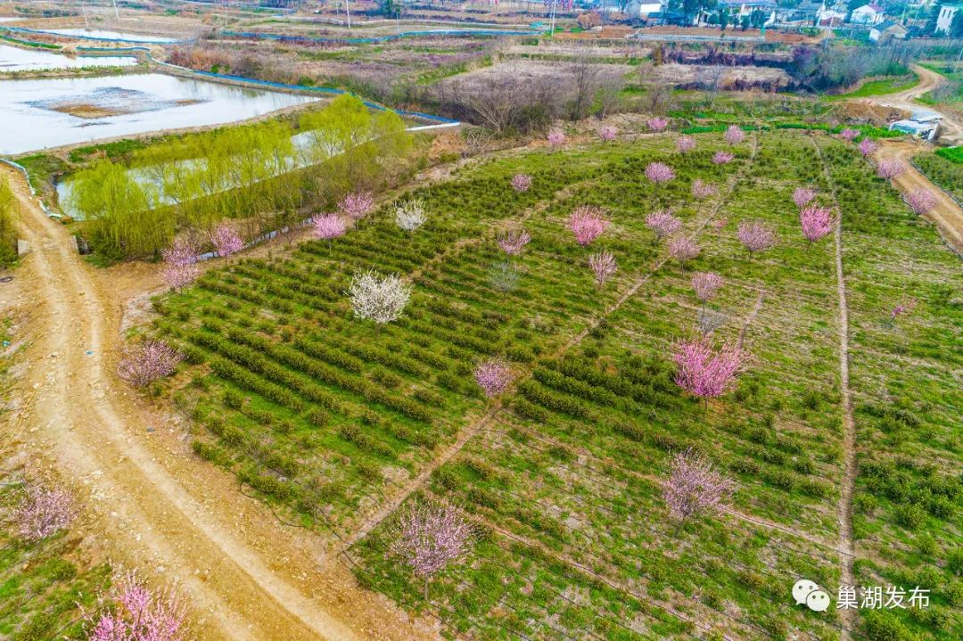 小吳村的梅花植種在一片茶園裡.