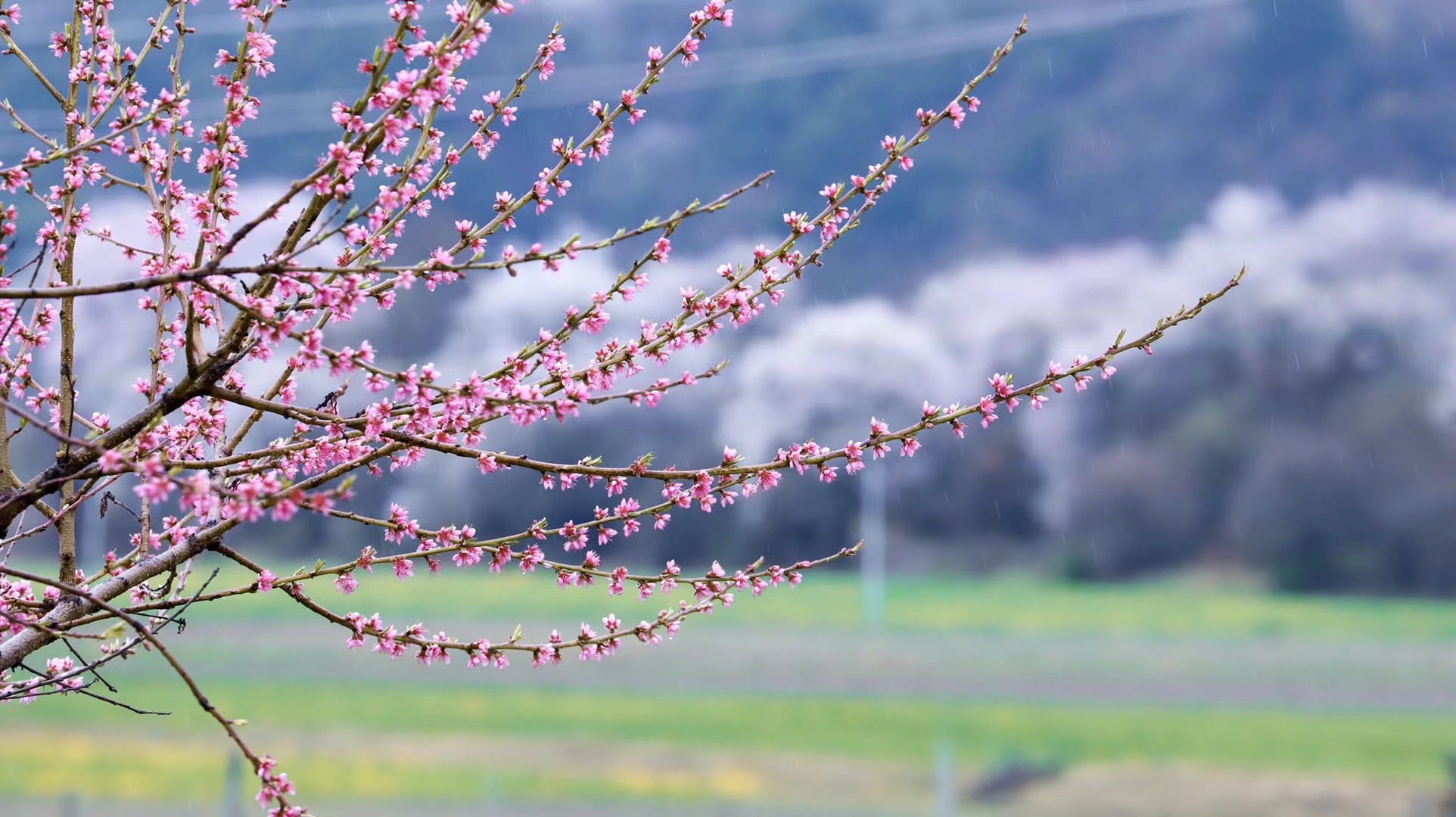 林芝自助遊攻略