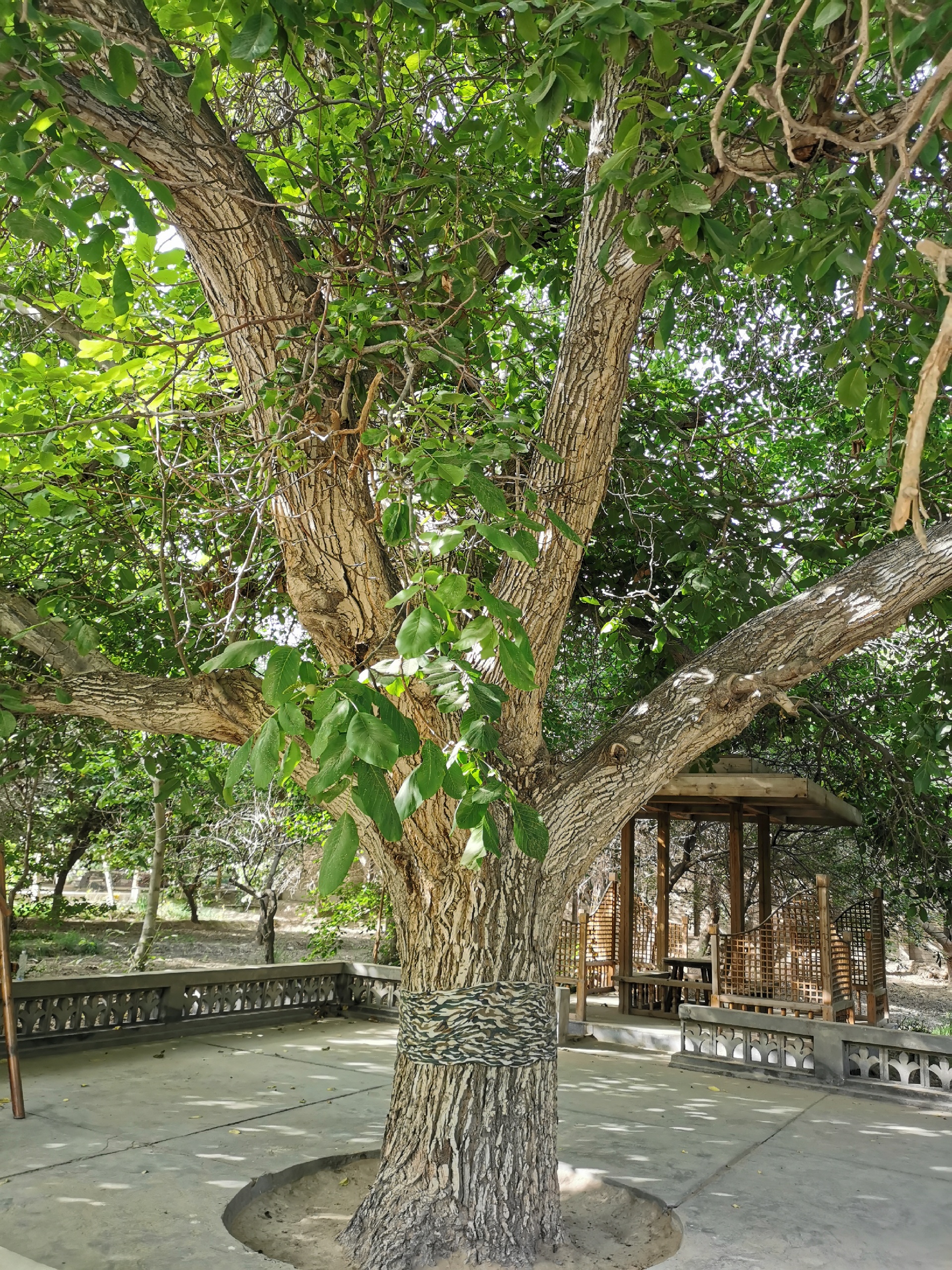 【和田縣景點圖片】無花果王景區