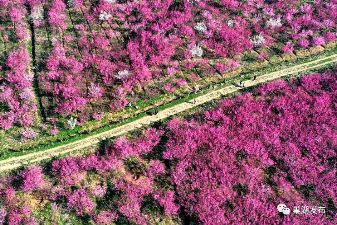 春游巢湖系列之庙岗乡清水湾梅花园