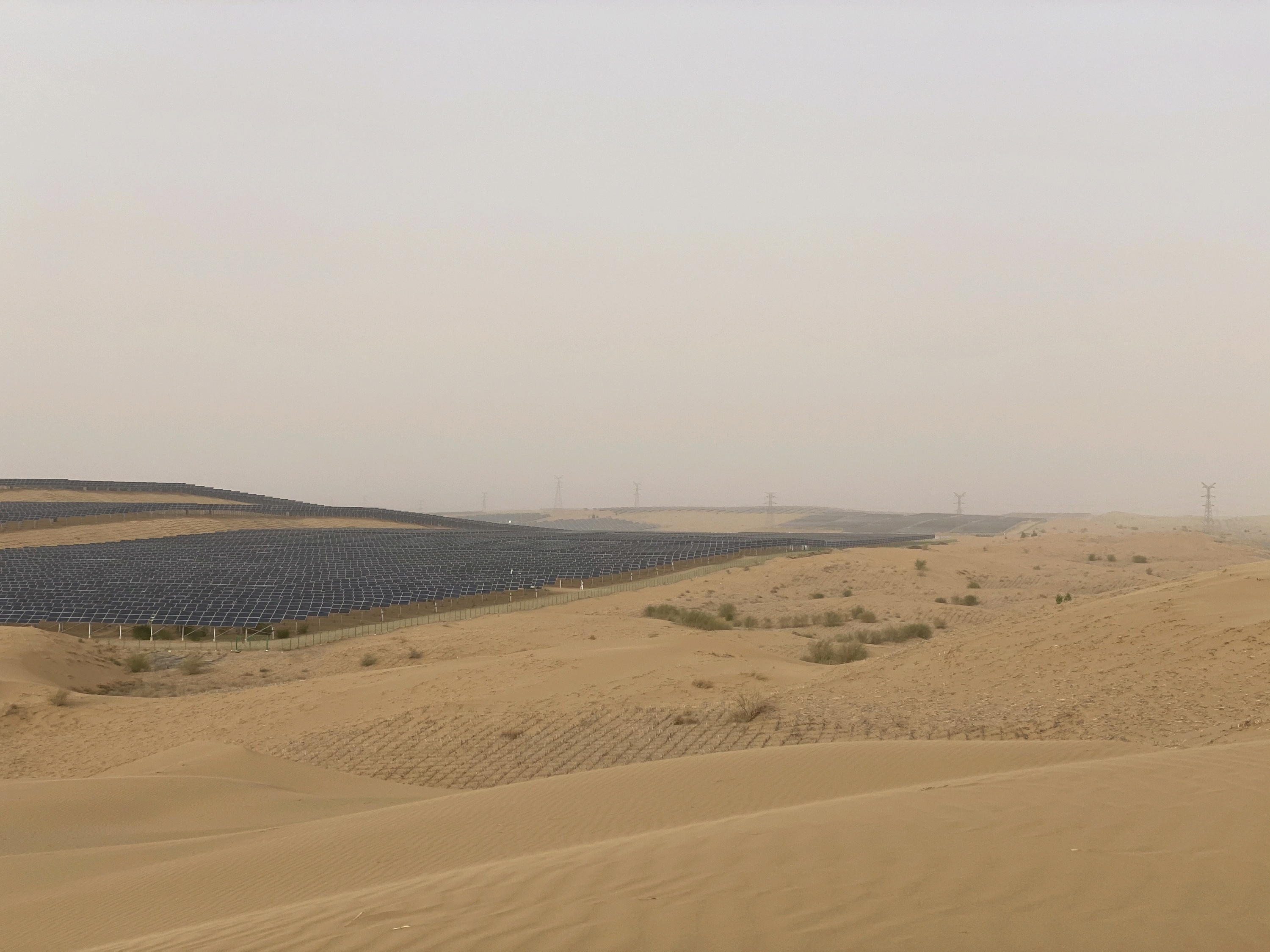 【杭锦旗景点图片】蚂蚁森林48号林·沙柳