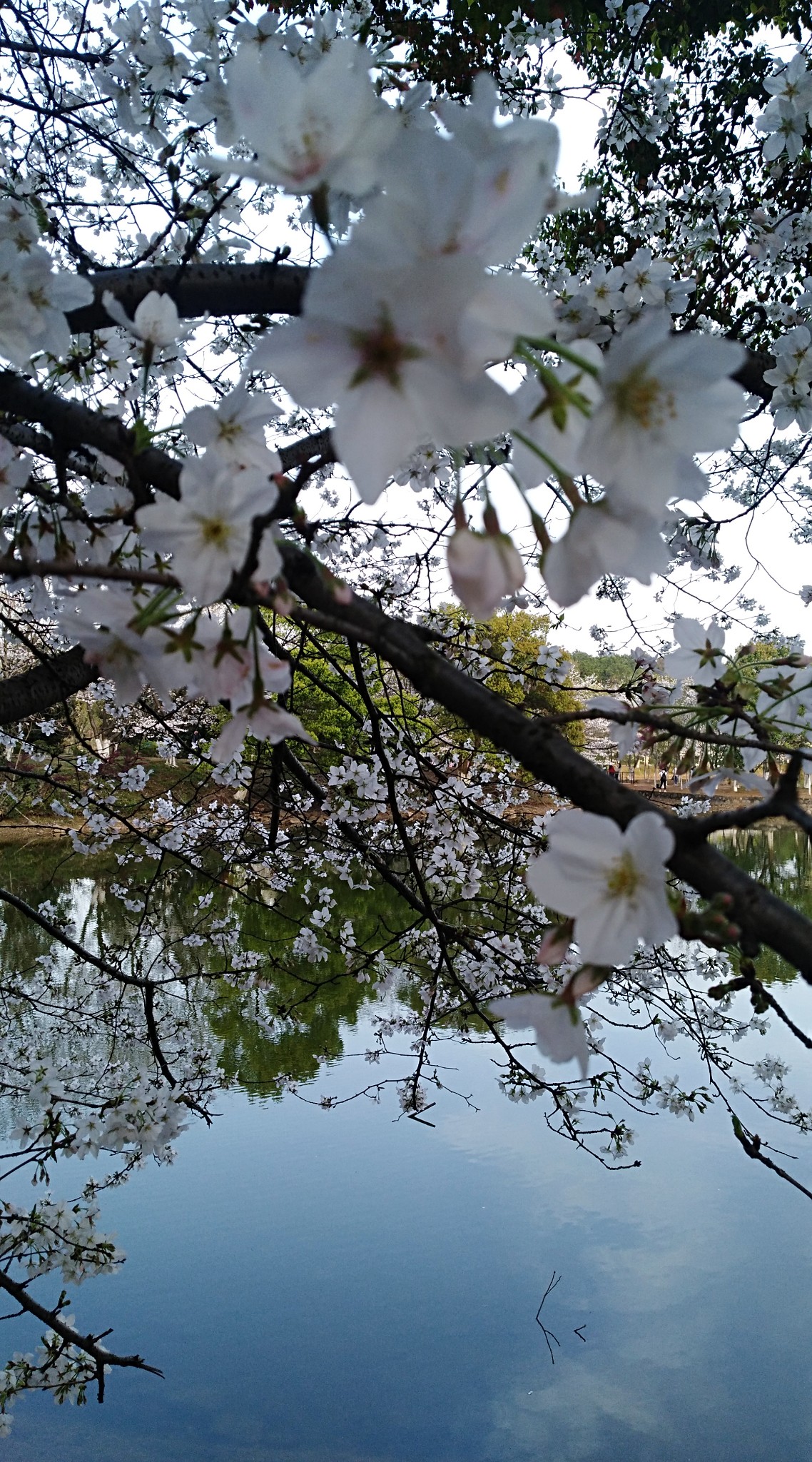 《路上237》 江西林科院赏樱花,南昌自助游攻略 - 马蜂窝