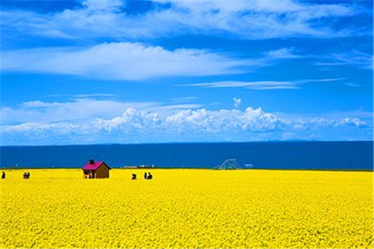 水上雅丹-東臺吉乃爾湖-青海湖-茶卡深度遊 純玩團 贈送旅遊四寶)馬 