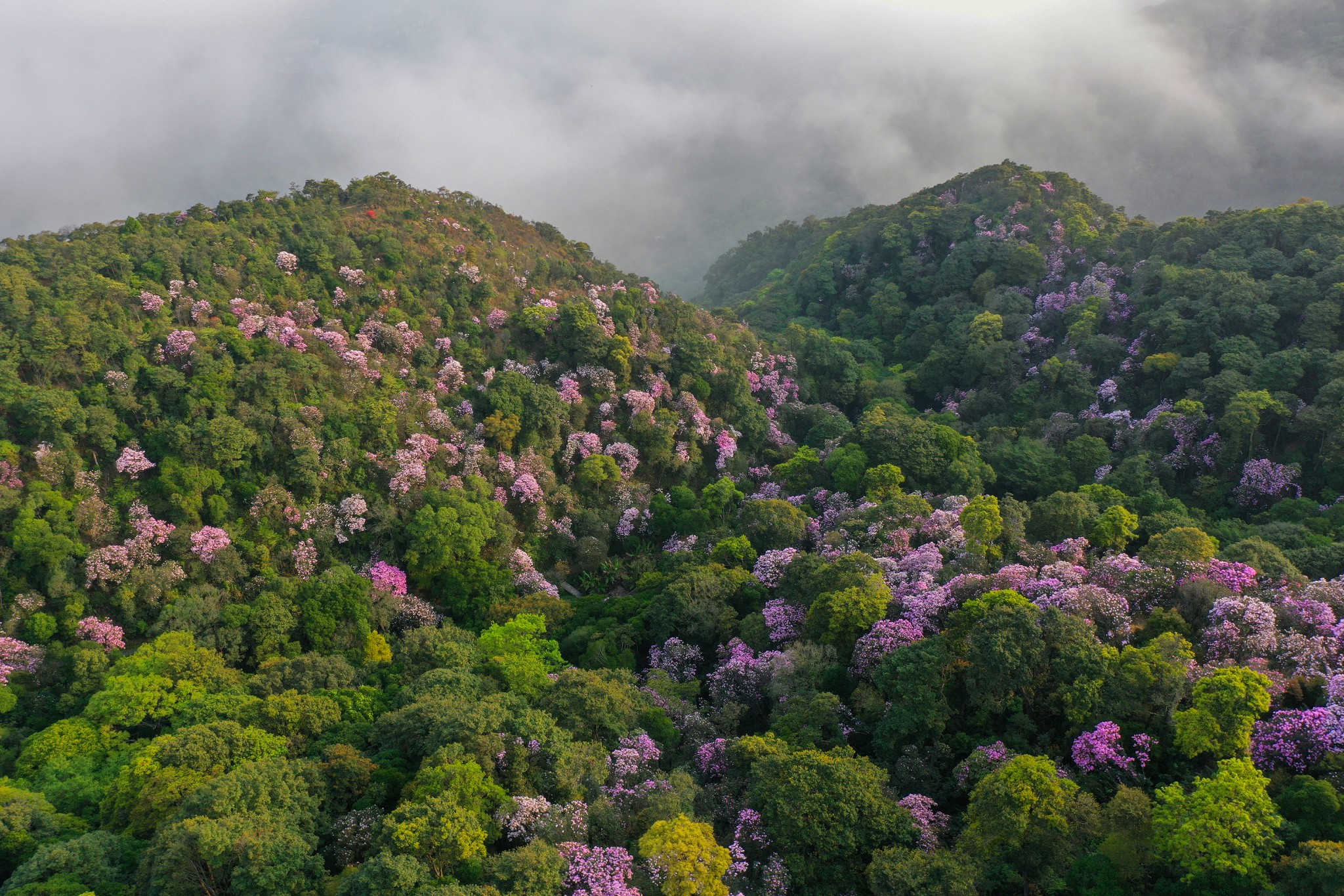深圳花仙子——梧桐山毛棉杜鹃