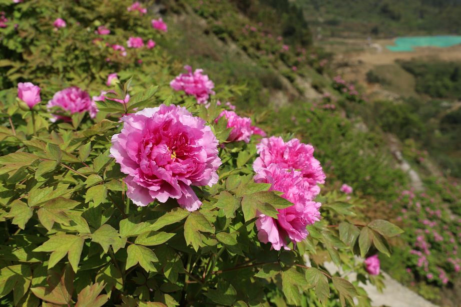 重慶踏春賞花好去處墊江愷之峰牡丹花文化節