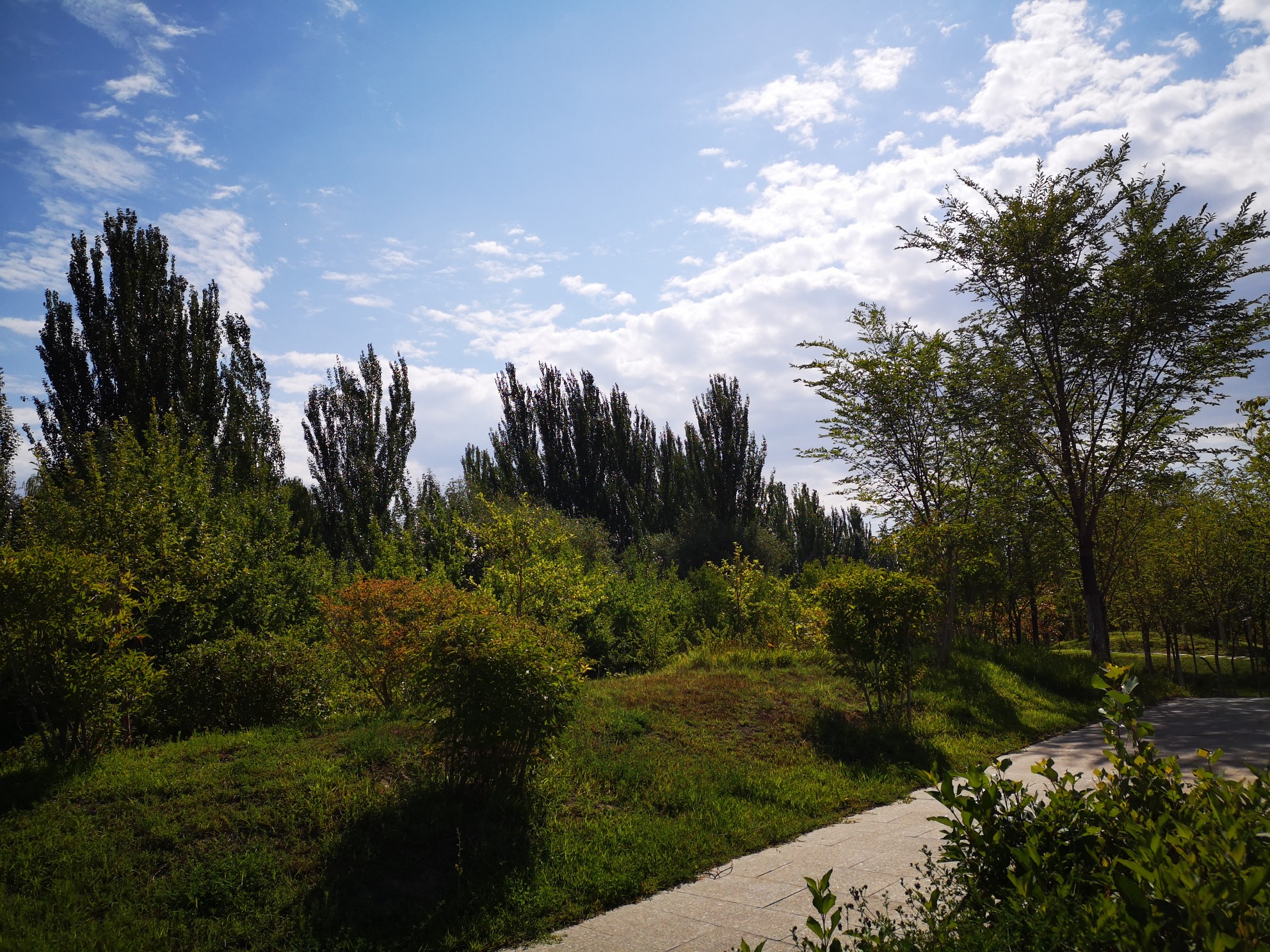 伊犁河森林公园