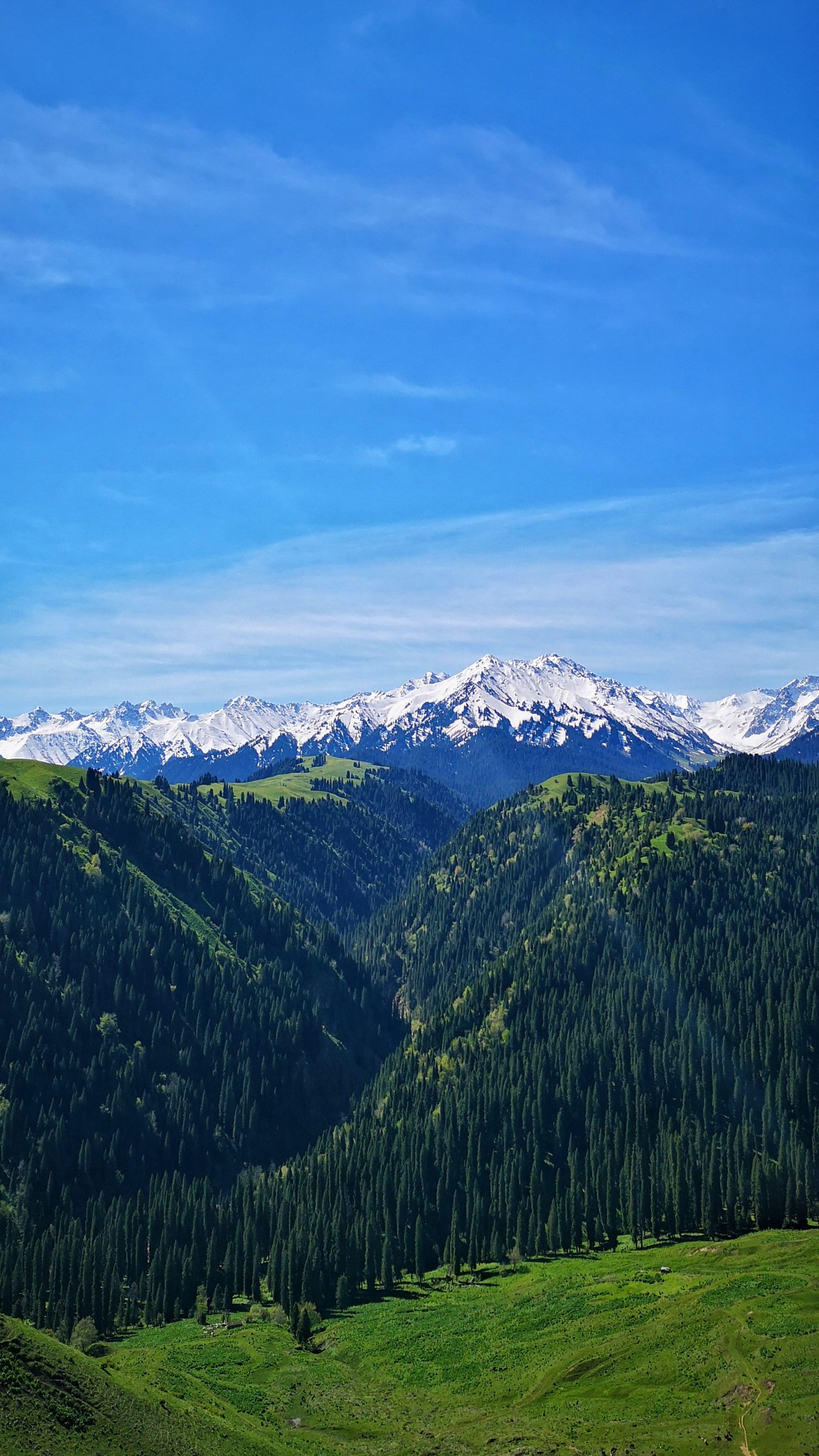 中国最美森林之一新疆雪岭云杉林