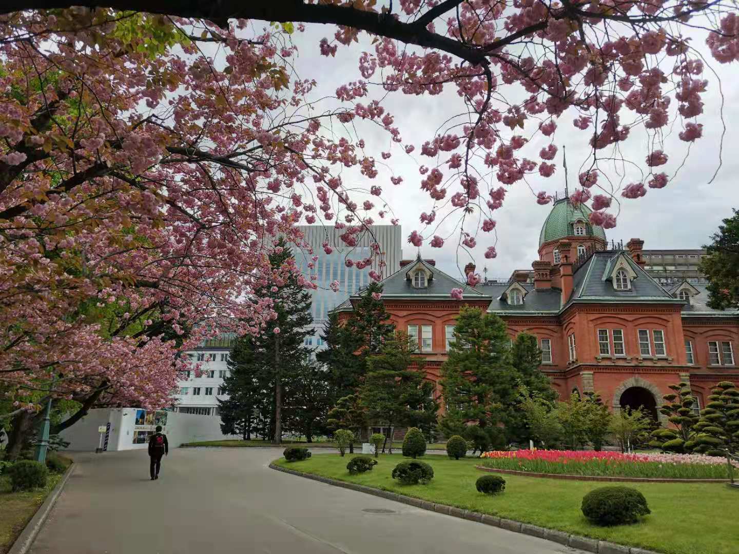 5月来北海道旅游 别人不会轻易告诉你的这些事儿 手机马蜂窝