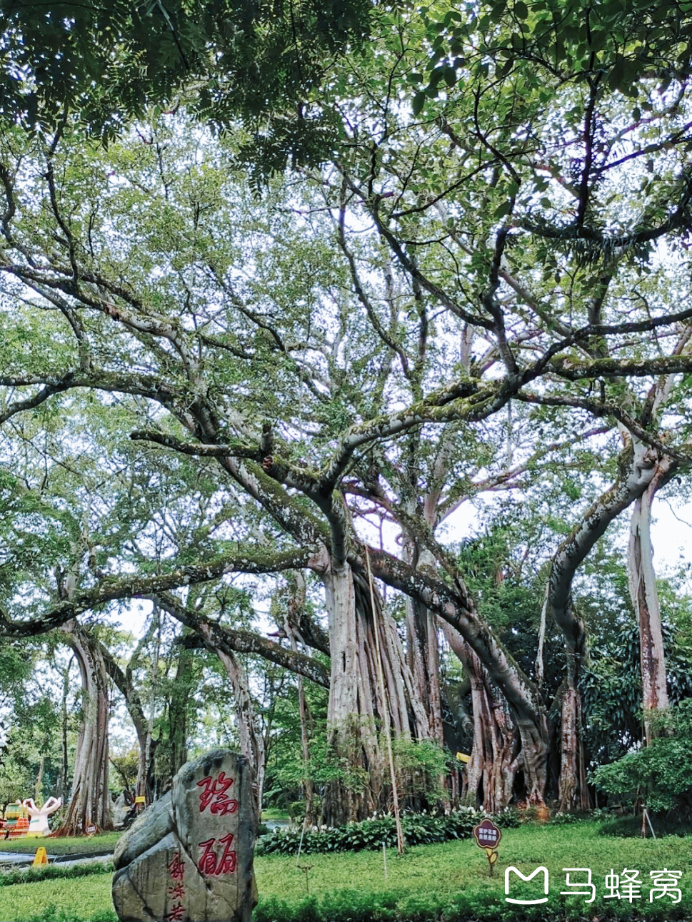 一寨兩國 莫里熱帶雨林景區 芒林獨樹成林風景區 姐告口岸國門 滇西南