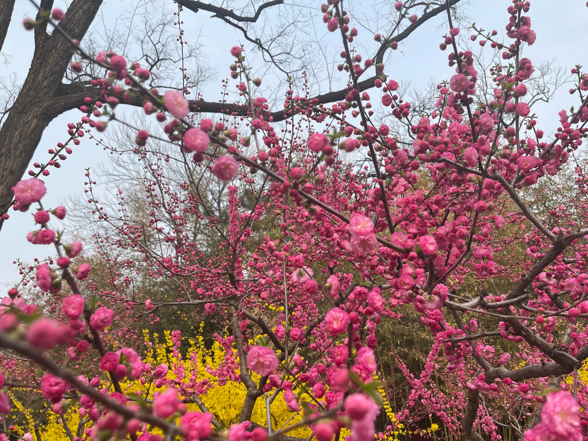 疫情下的苟玩--紫竹院公園