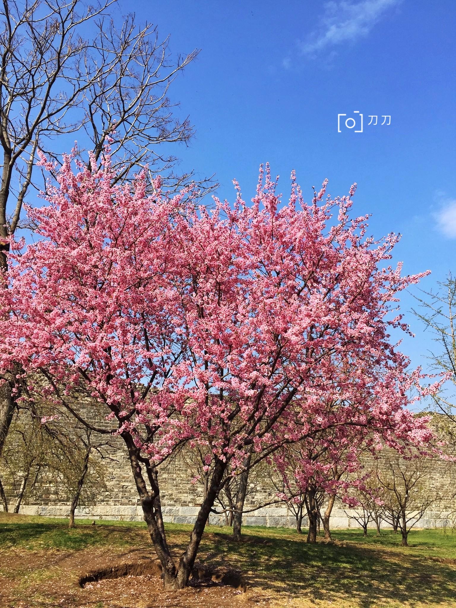 北京最美10大春花观赏全攻略- 马蜂窝