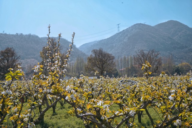杭州"鸬鸟山花节"赏花,采茶,过你想要的山居生活