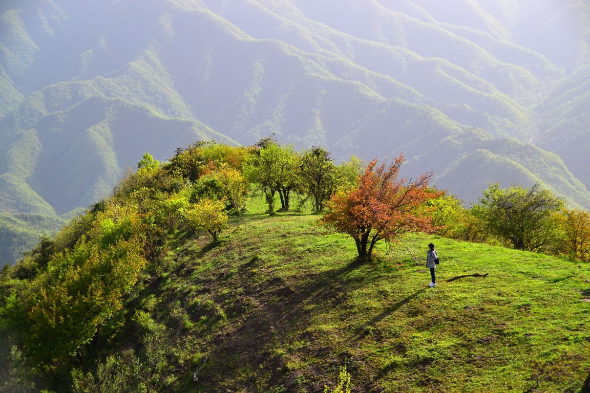 蓝田流峪寺高山草甸图片