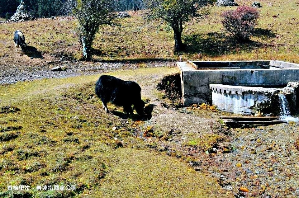 香格裡拉自助遊攻略