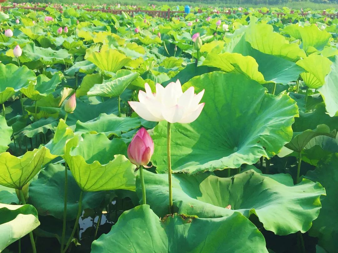 蚌埠闸黑牛嘴水生态园位于淮河北岸,占地近1000余亩,原是当地人称为"