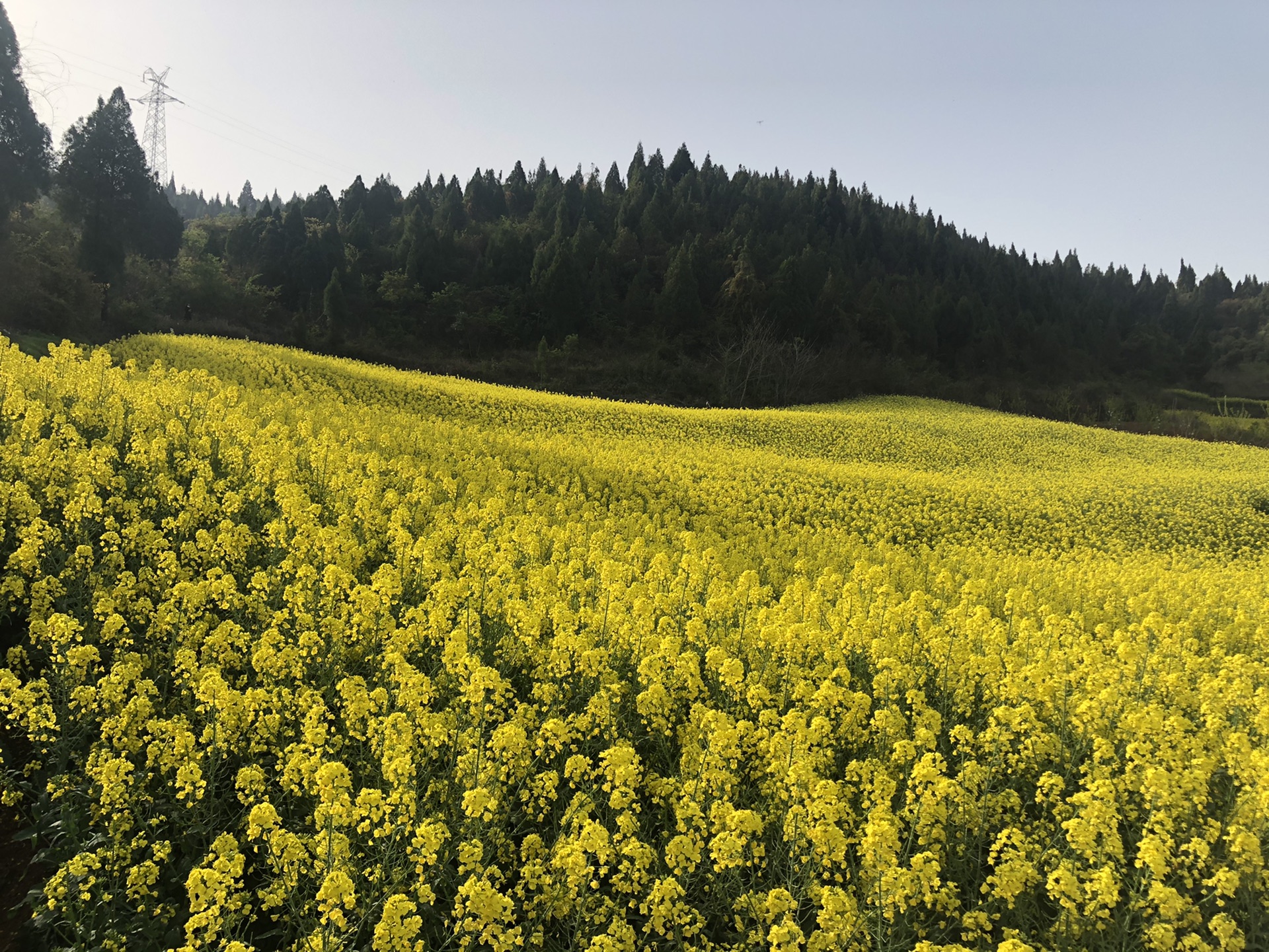 2021年3月漢中油菜花3日行