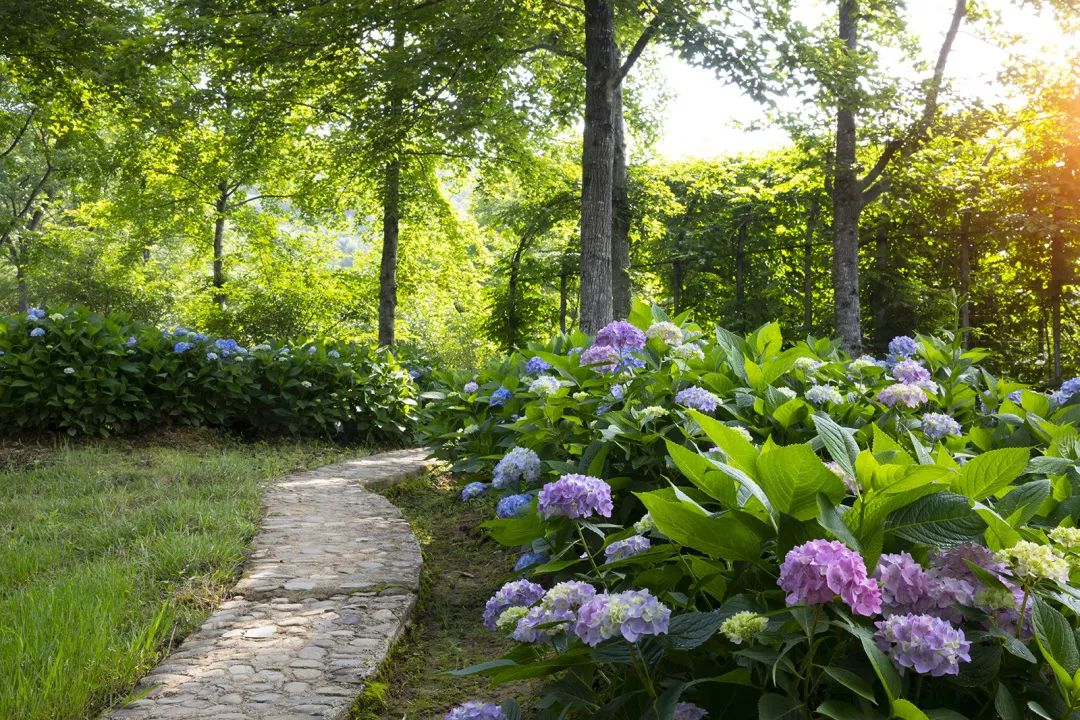 四季黄山 相约夏天 |这个端午西递石林送您一片花海 - 手机马蜂窝
