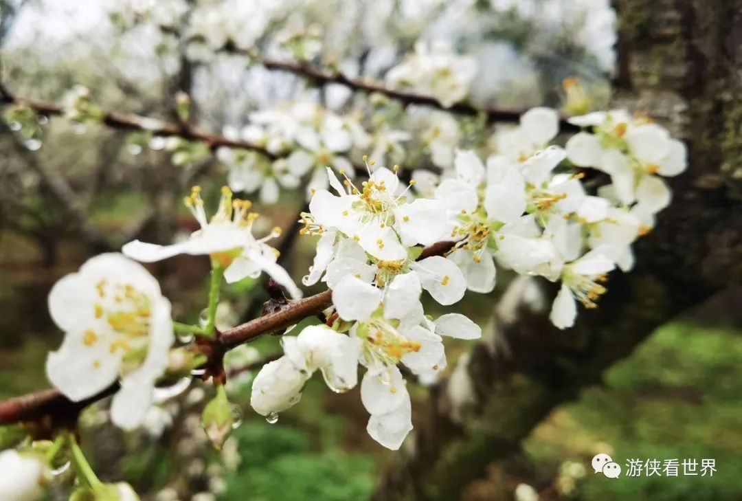 二月李花图片