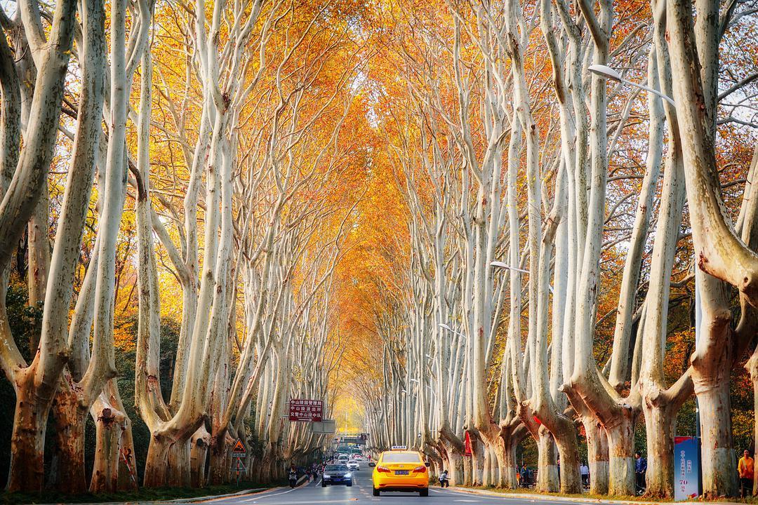 秋寻南京听一首别具韵味的南京诗歌