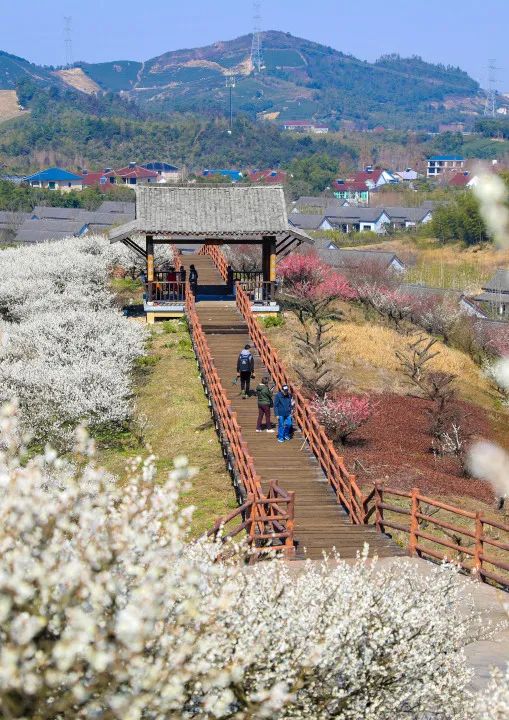 湖州市"村游富农"班车首站进站暨首届"梅"好生活节启动仪式在妙西镇