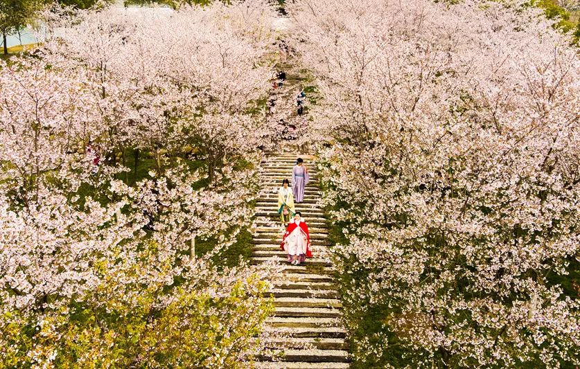 合肥赏花打卡地之海棠花海