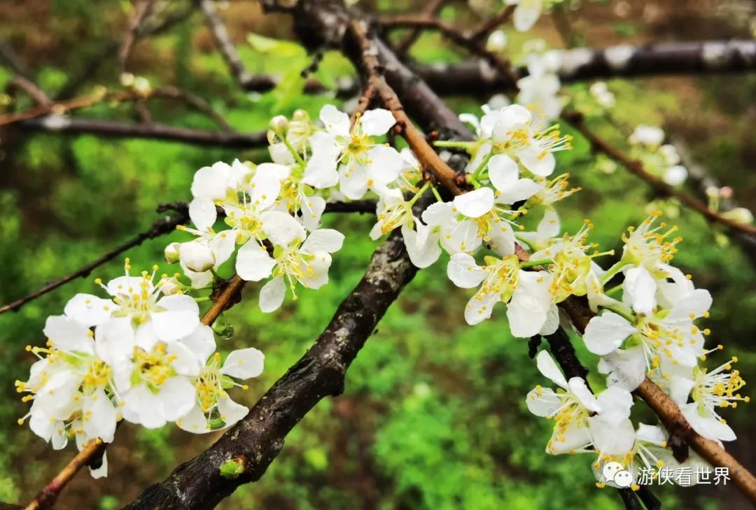 二月李花图片