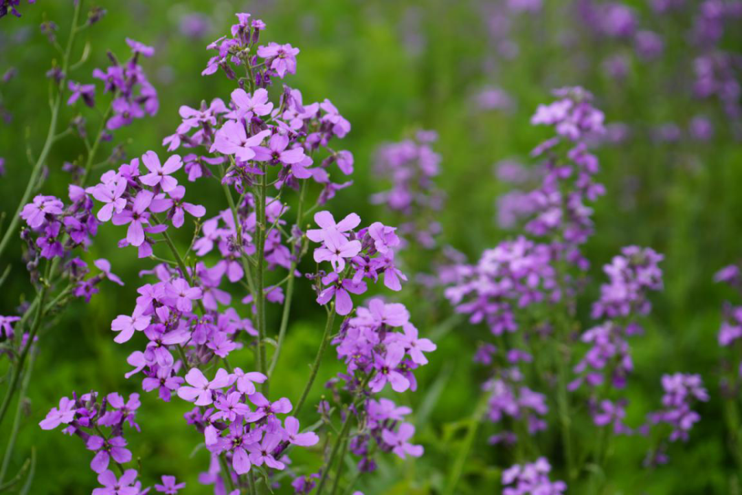 紫杆油菜花图片