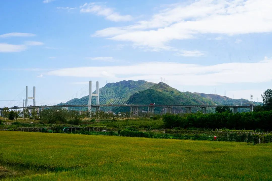 七都岛花海