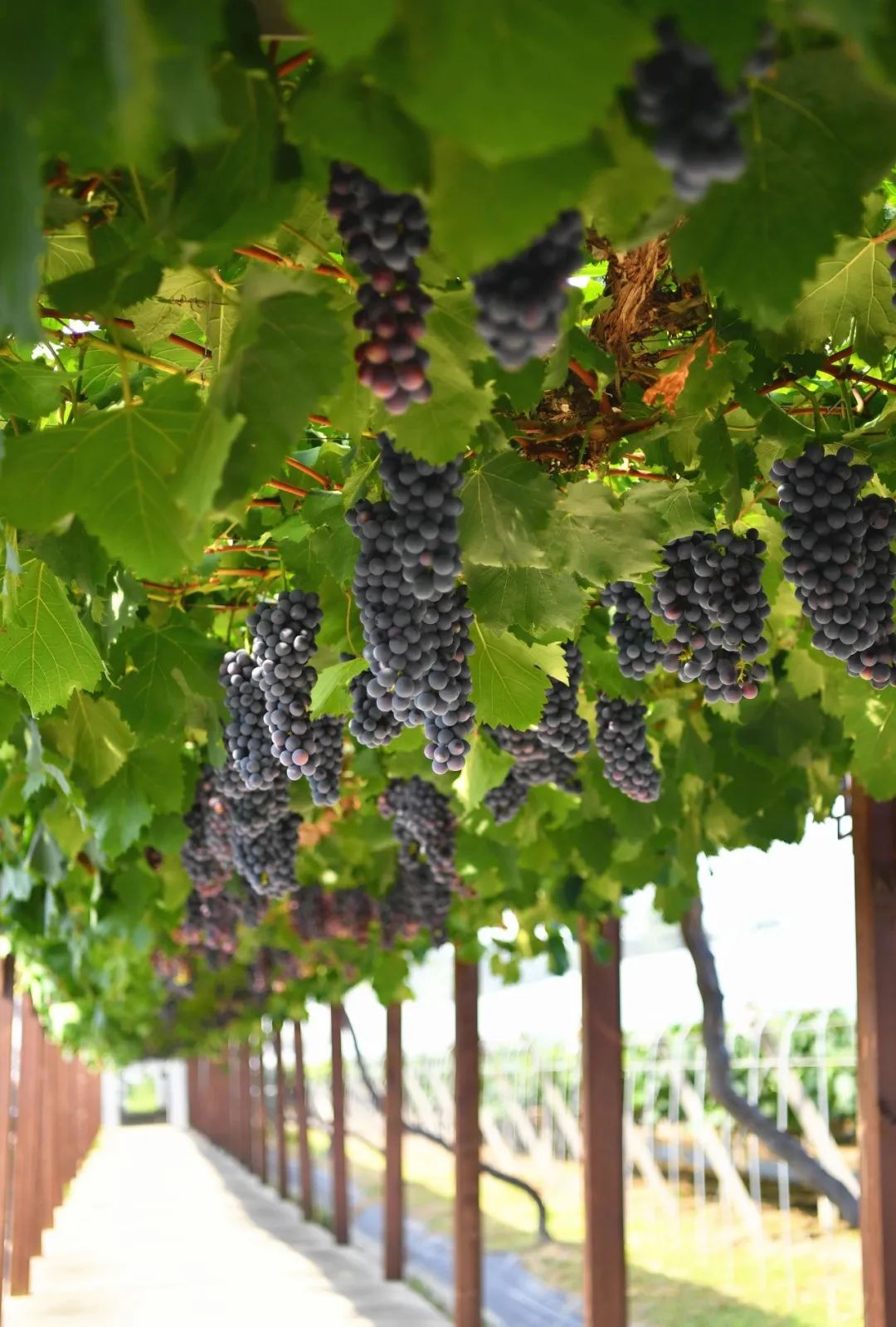 大圩葡萄抢"鲜"上市!