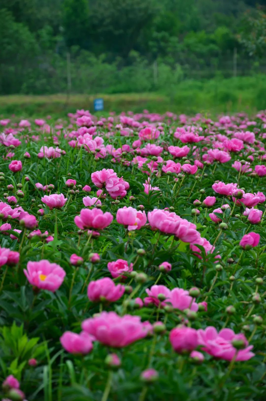 四月下旬,来庐江汤池看芍药花海呀! - 马蜂窝