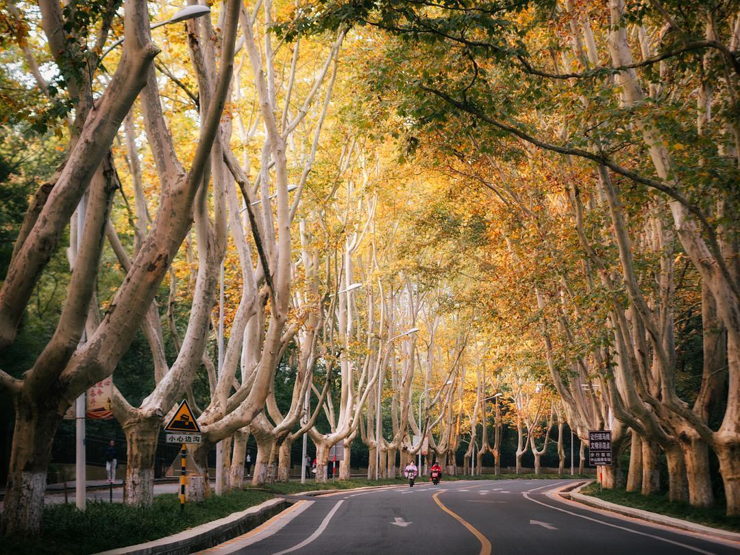 梧桐——萧萧梧叶送寒声