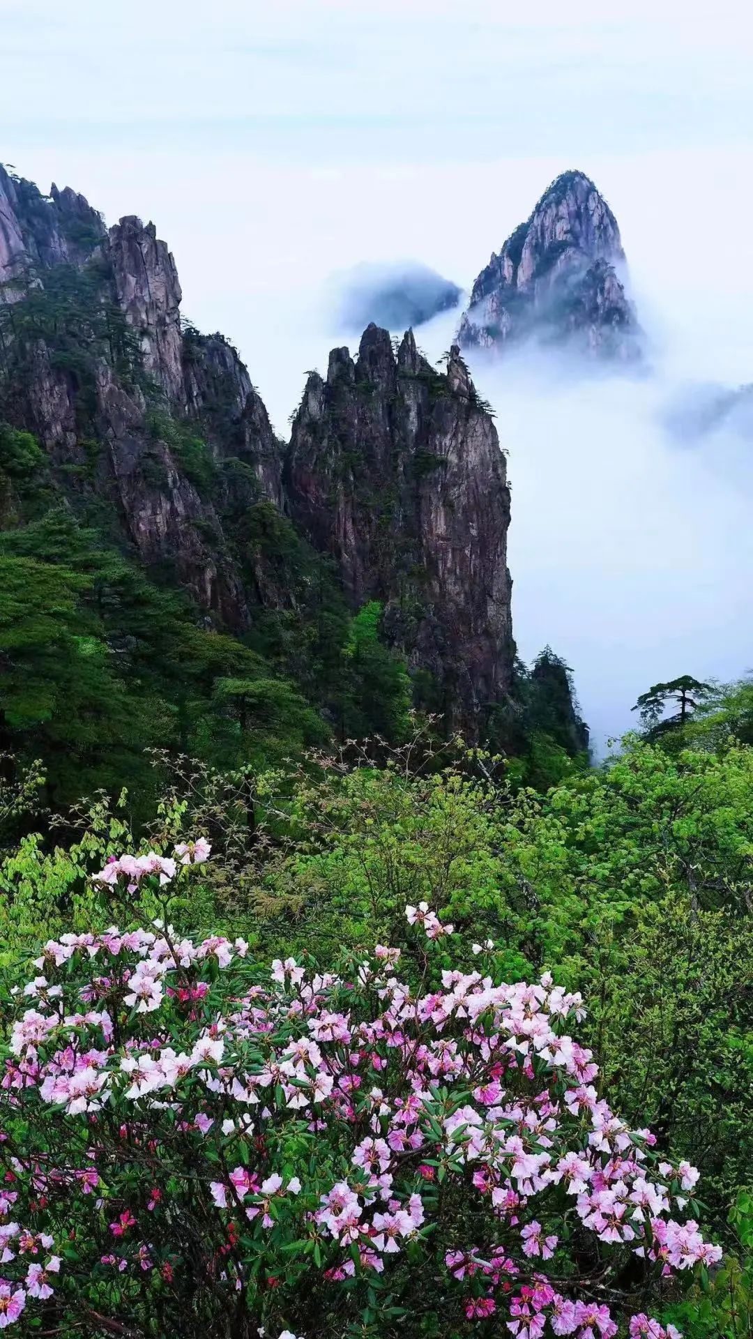 黄山风景秀丽图片