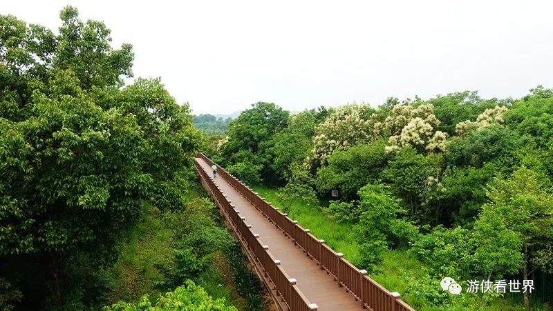 深圳石巖湖綠道環湖受阻意外偶遇的明湖公園