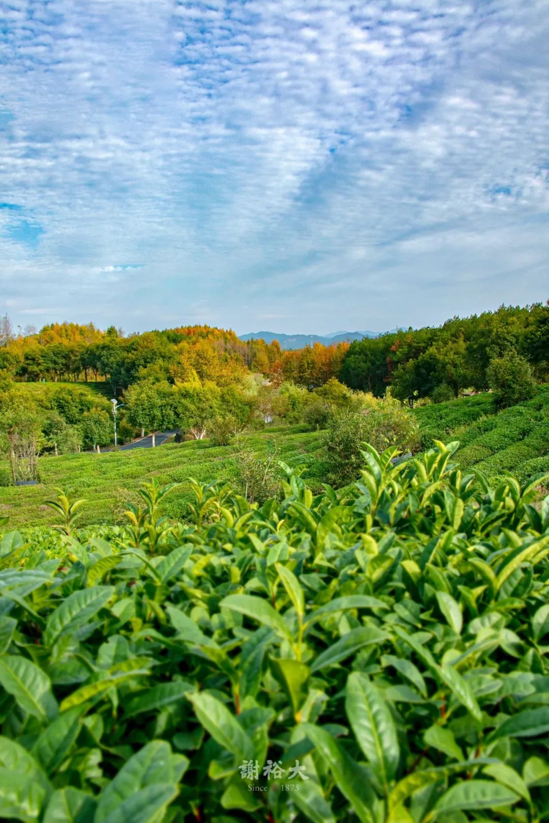 安徽人游安徽 |谢裕大茶博园的秋日物语,浓郁而清雅 - 手机马蜂窝