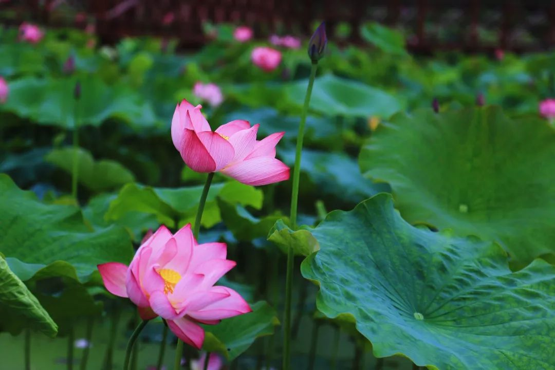 望千畝荷→張騫紀念館→城固六一千畝荷園漢中植物園漢中植物園是漢山