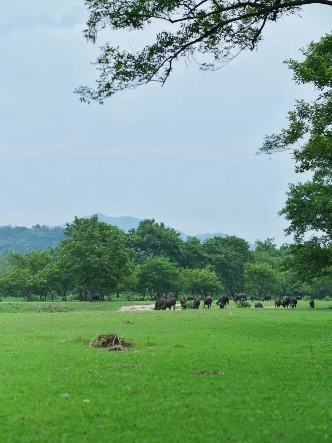 杨山河吧