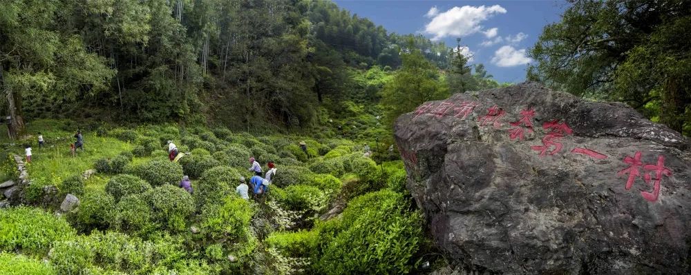 四季黄山相约春天| 美文欣赏：烟轻水软走源头- 马蜂窝